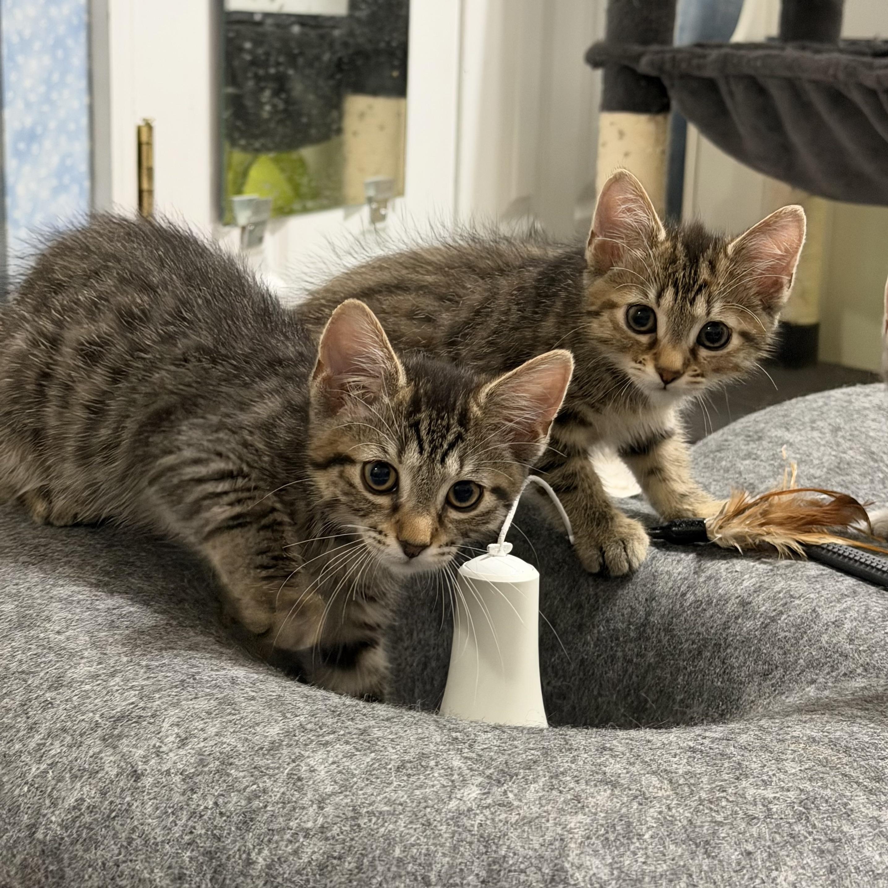 Mochi & Miso, an adopted Domestic Medium Hair in Frederick, MD image 6/6