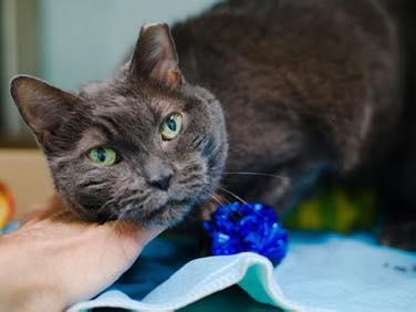 Dim Sum, a ADOPTABLE mixed breed in Middleton, MA image 2/2