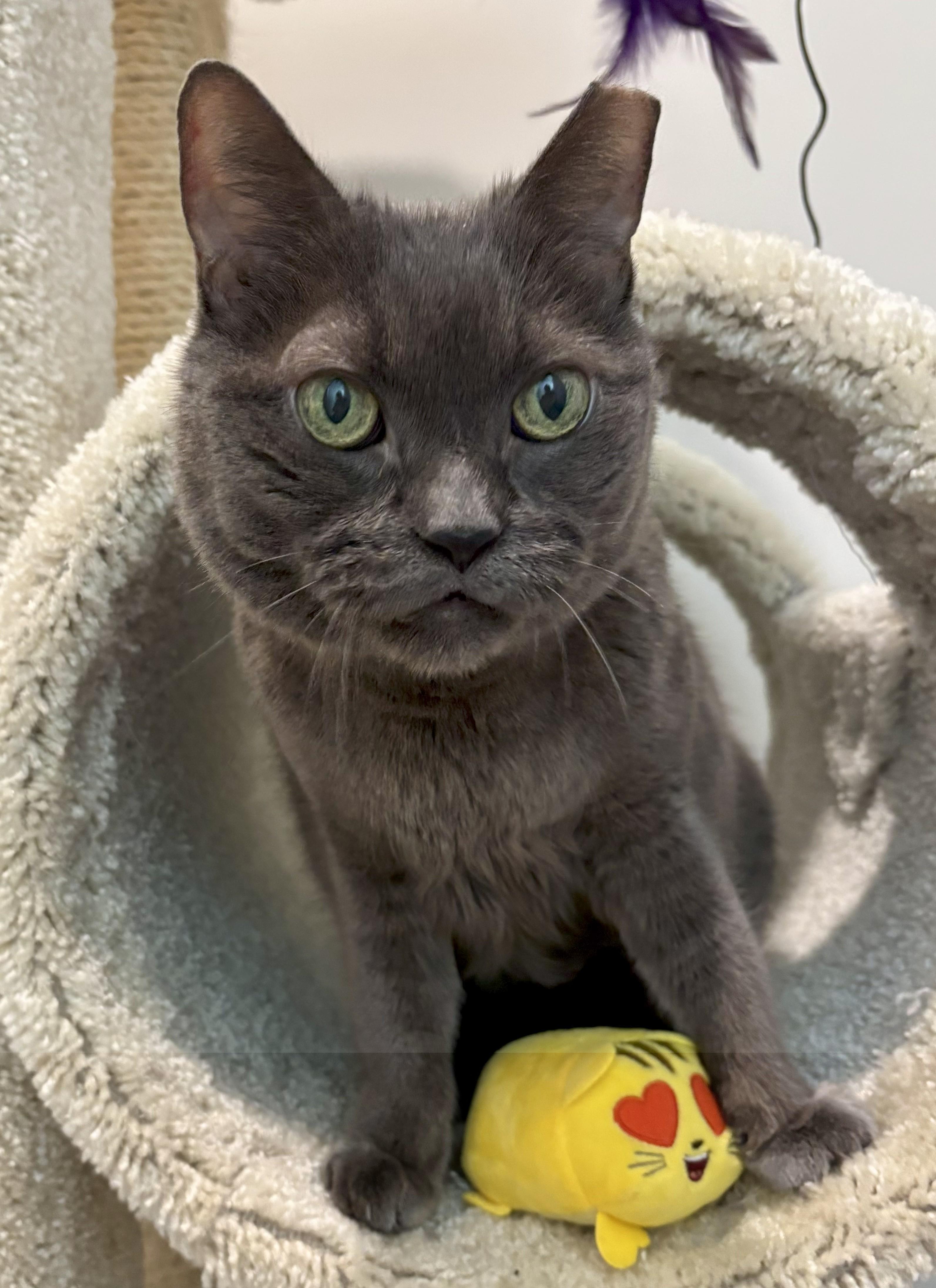 Dim Sum, a ADOPTABLE mixed breed in Middleton, MA image 1/2