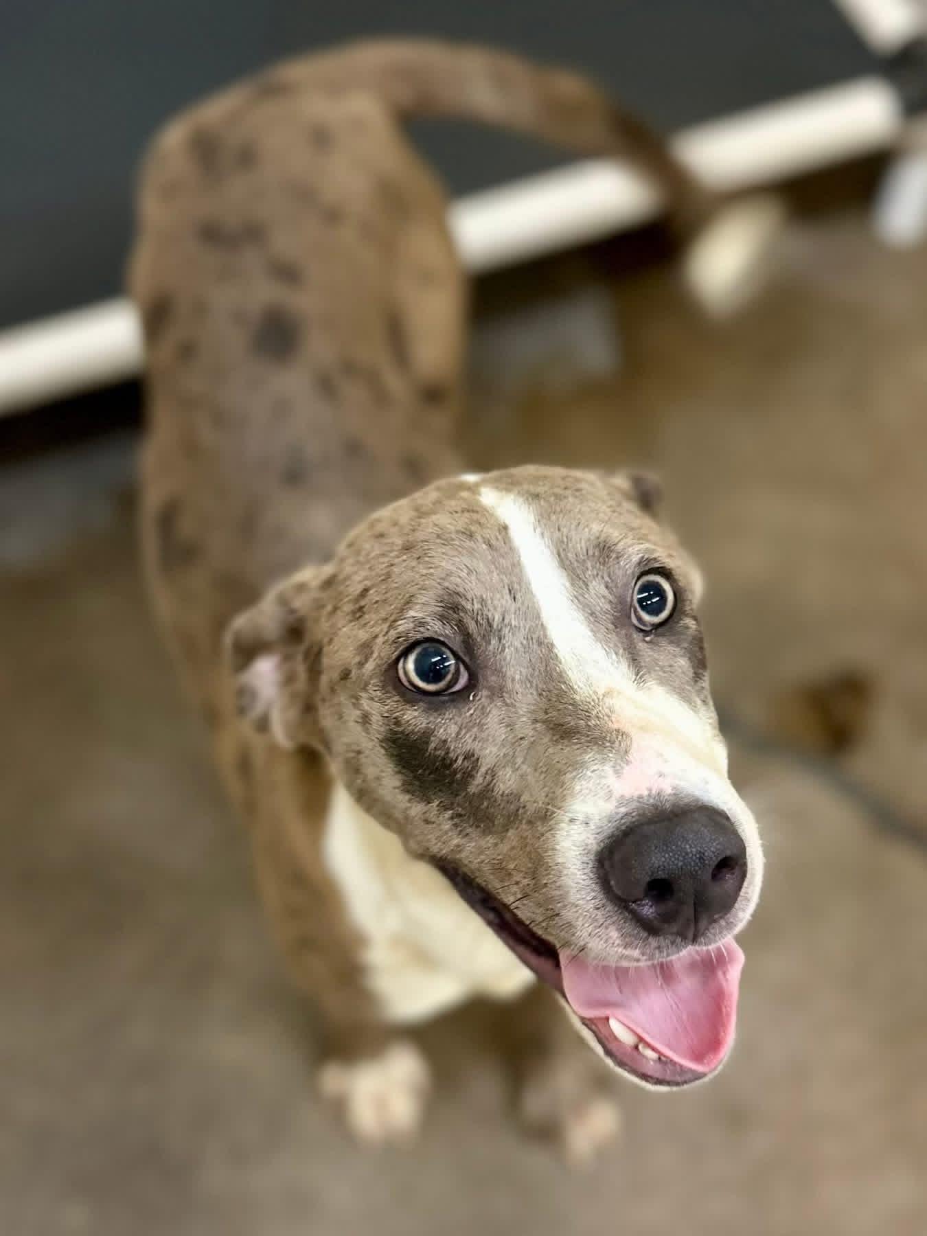 Maxwell, ADOPTABLE, Young Male Catahoula Leopard Dog.