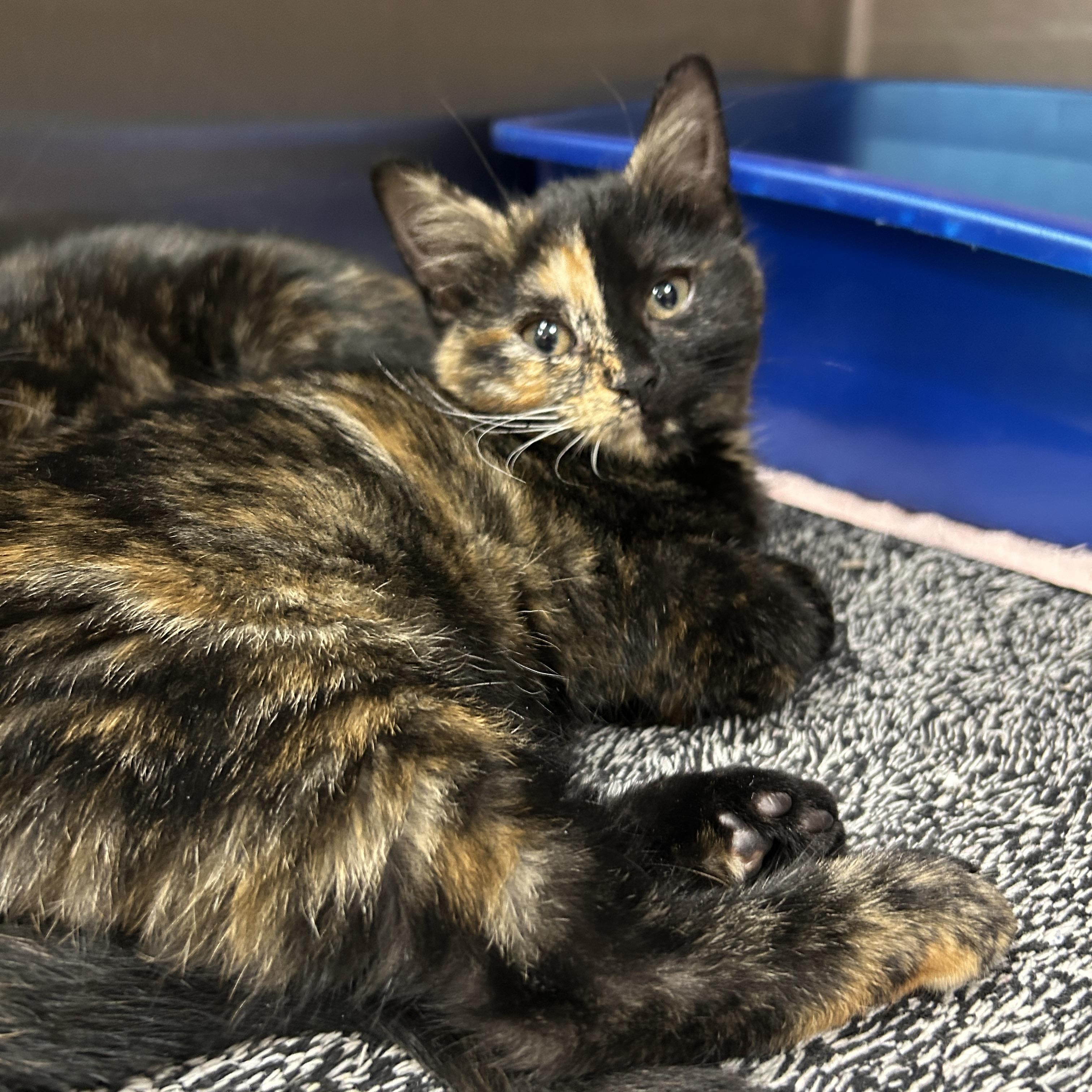 Enlarge Lightsaber 2 of 3, an adopted Tortoiseshell in La Grange Park, IL image 2/5