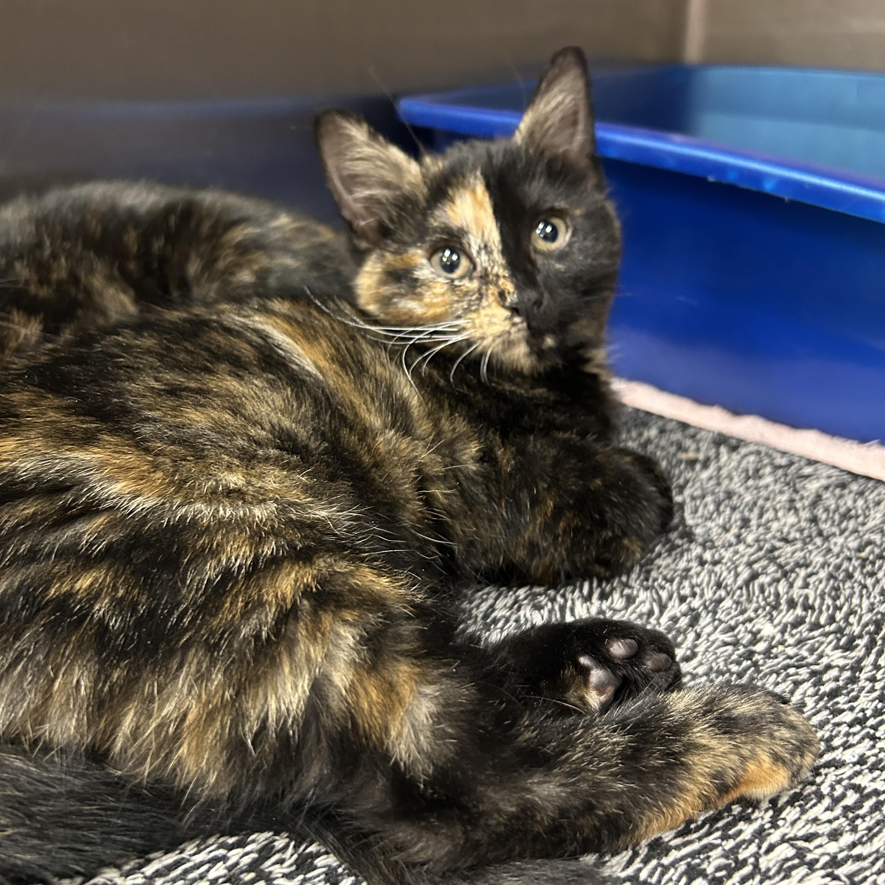 Enlarge Lightsaber 2 of 3, an adopted Tortoiseshell in La Grange Park, IL image 5/5