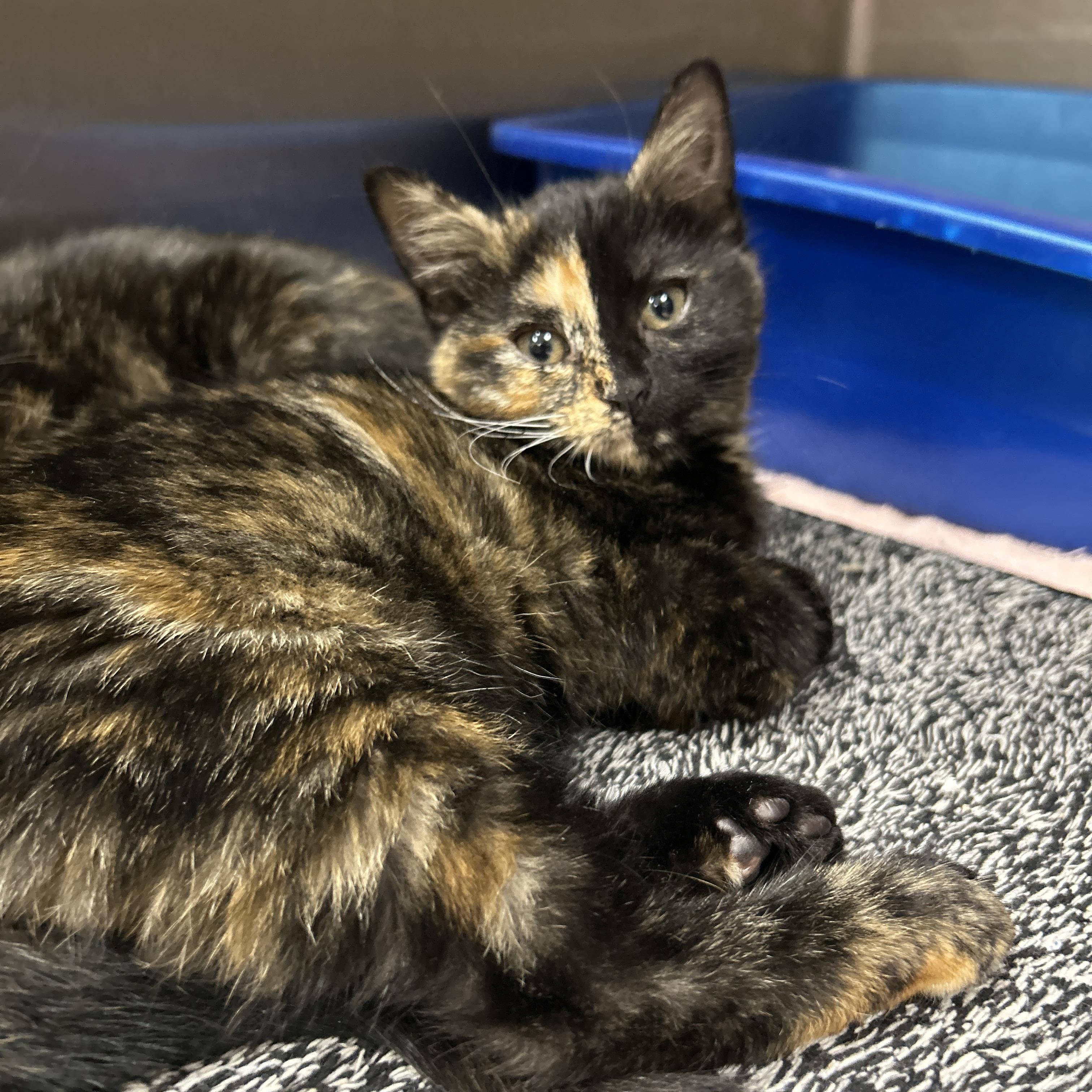 Enlarge Lightsaber 2 of 3, an adopted Tortoiseshell in La Grange Park, IL image 3/5