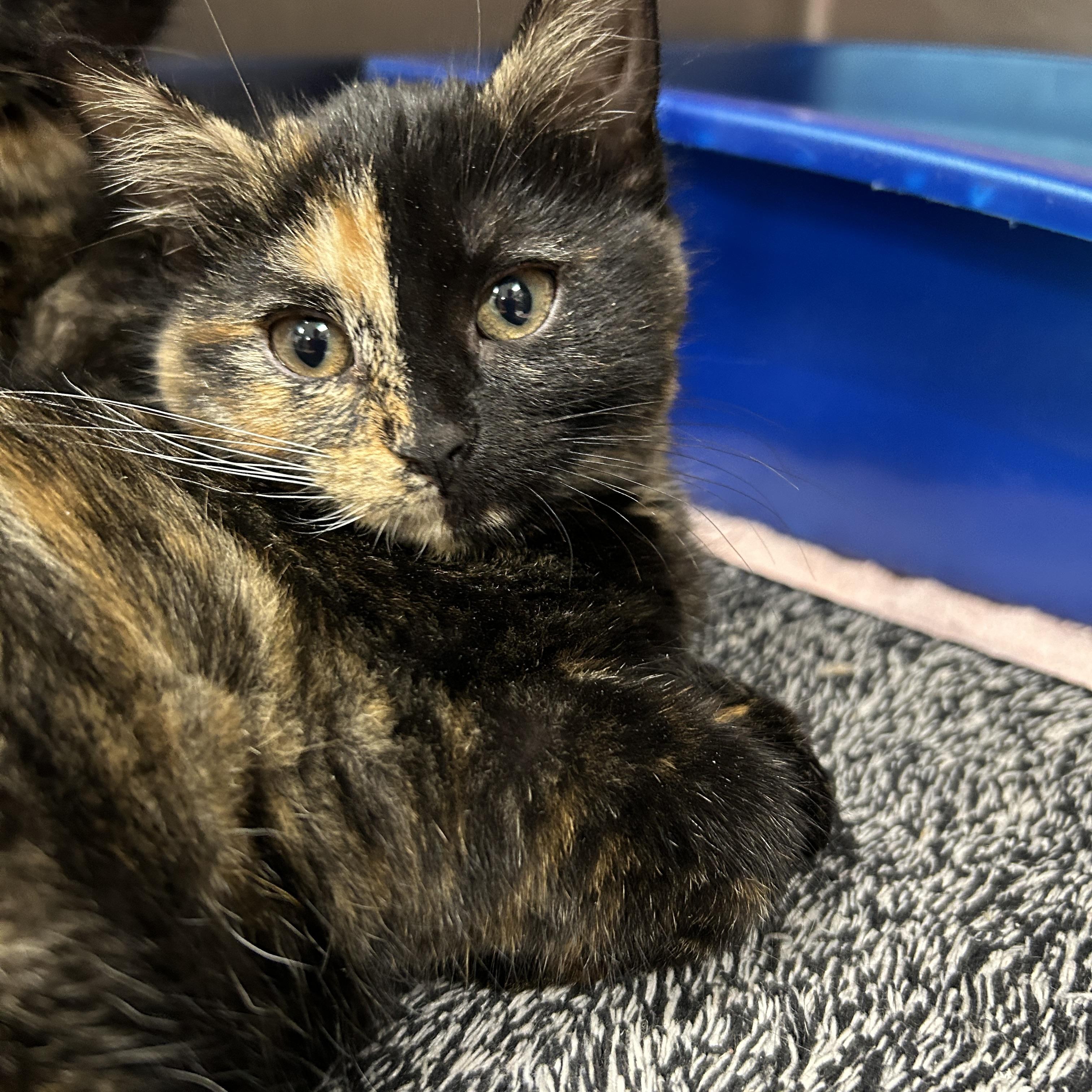 Enlarge Lightsaber 2 of 3, an adopted Tortoiseshell in La Grange Park, IL image 4/5