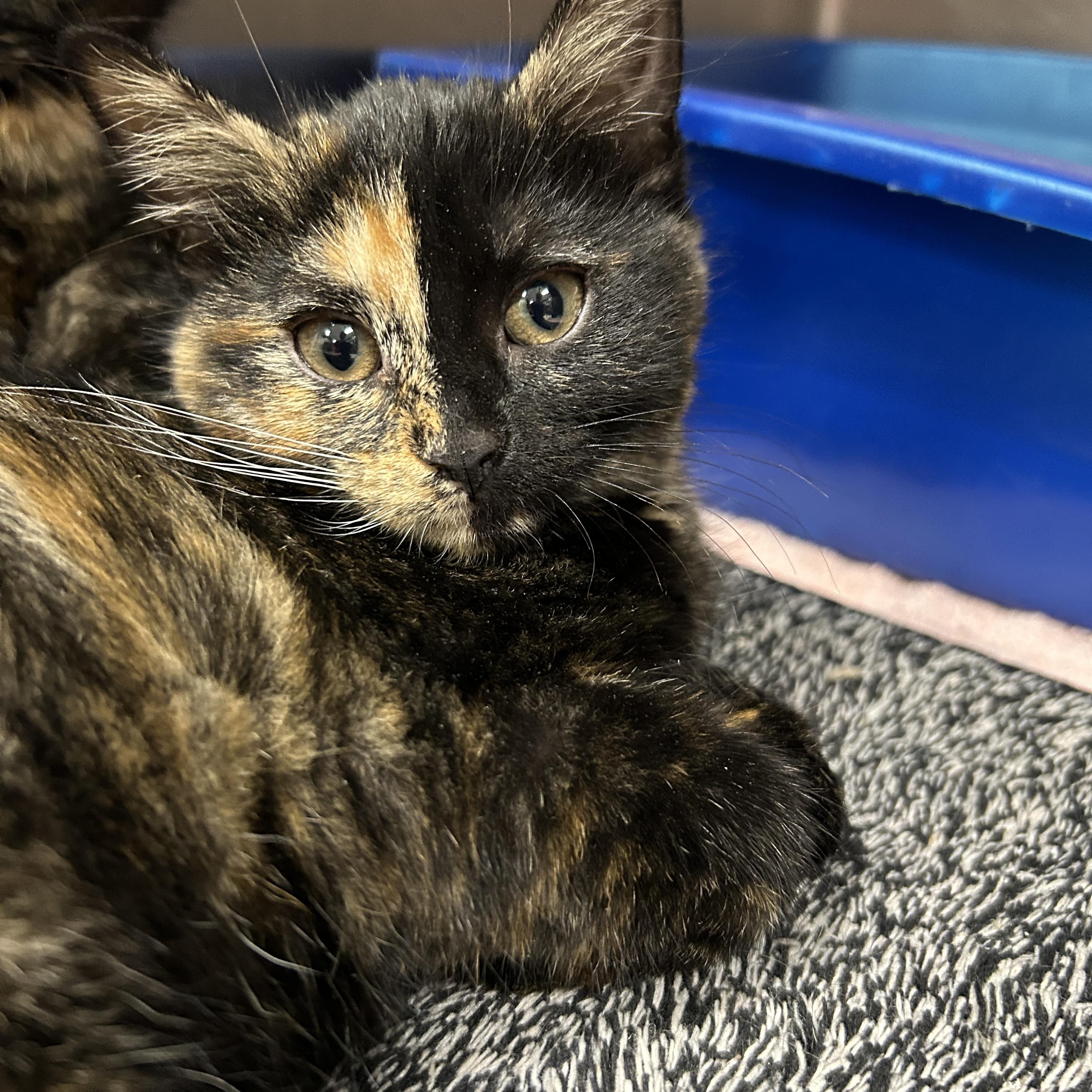 Lightsaber 2 of 3, adopted, Kitten Female Tortoiseshell.