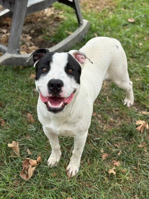 WITHERS — thumbnail 2