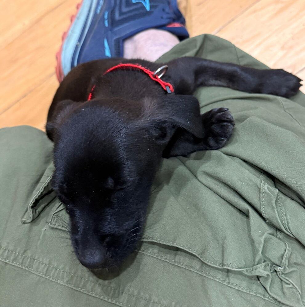 Martha, Adoptable, Puppy Female Dachshund & Chihuahua.