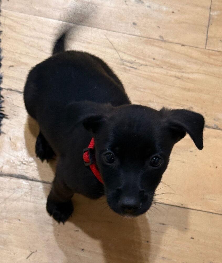 Enlarge Martha, a Adoptable mixed breed in Spokane, WA image 2/6