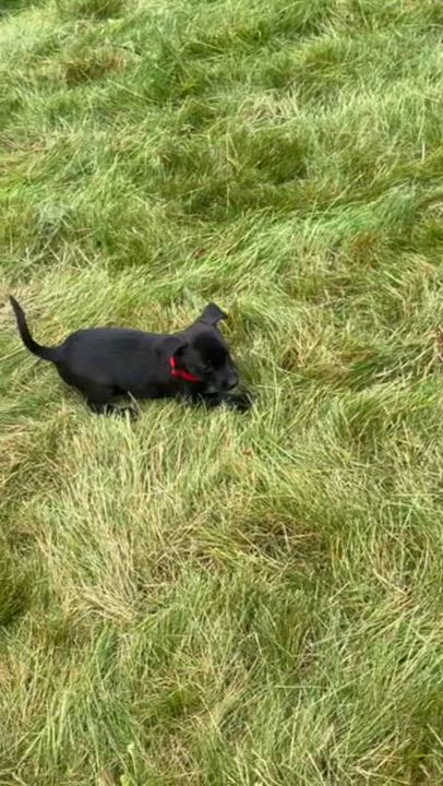 Enlarge Martha, a Adoptable mixed breed in Spokane, WA video 4/6
