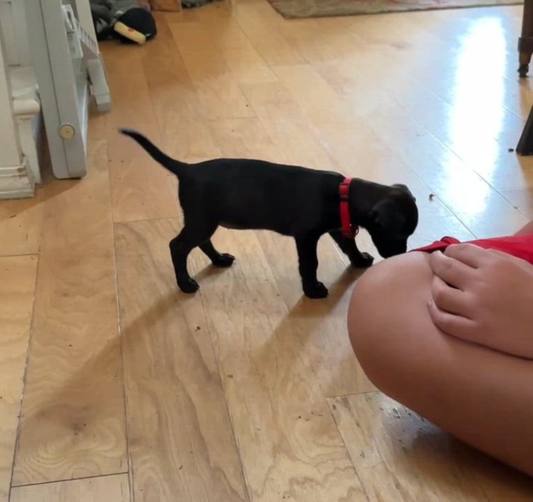 Enlarge Martha, a Adoptable mixed breed in Spokane, WA video 6/6