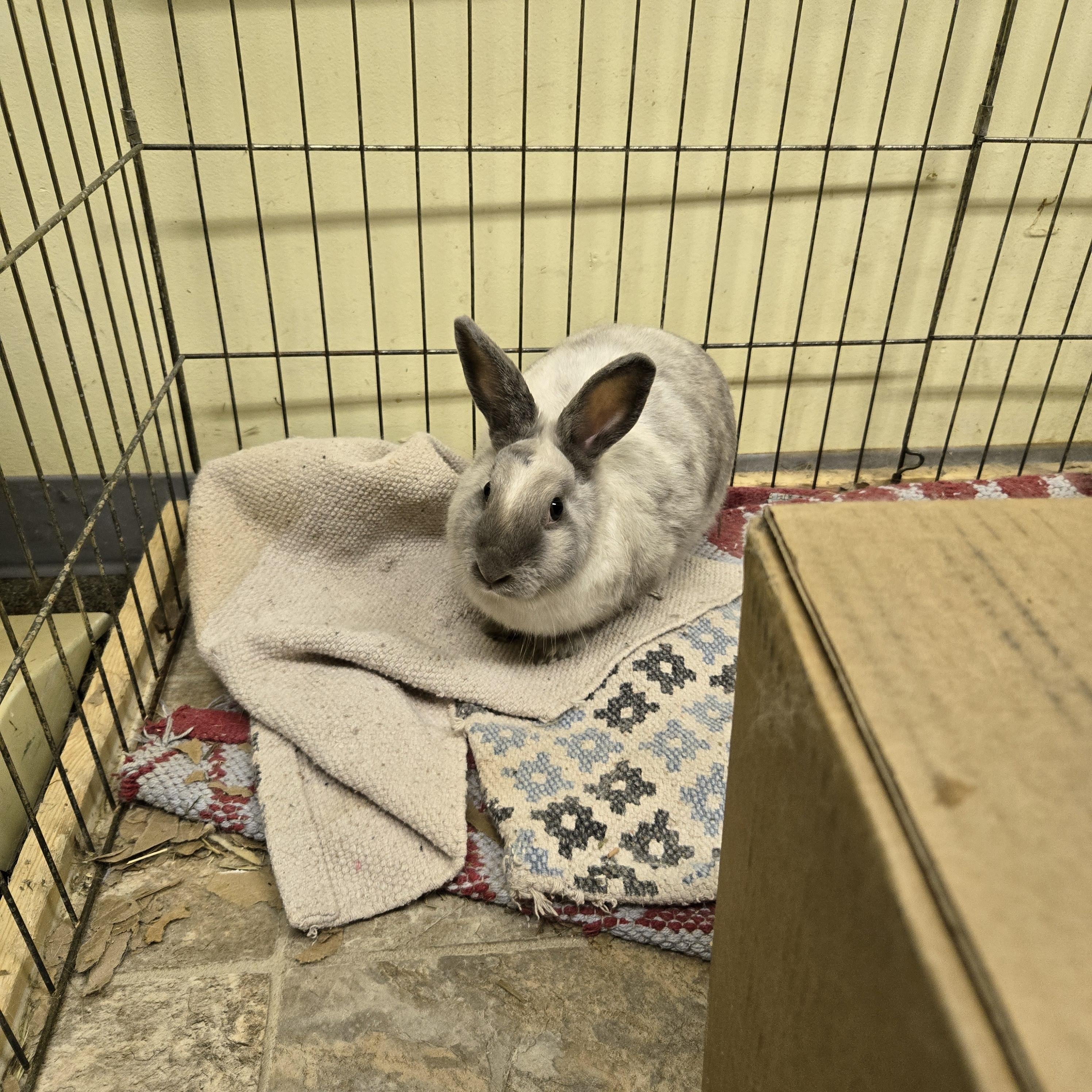 Enlarge Shirley, a Adoptable American in Fremont, OH image 1/1