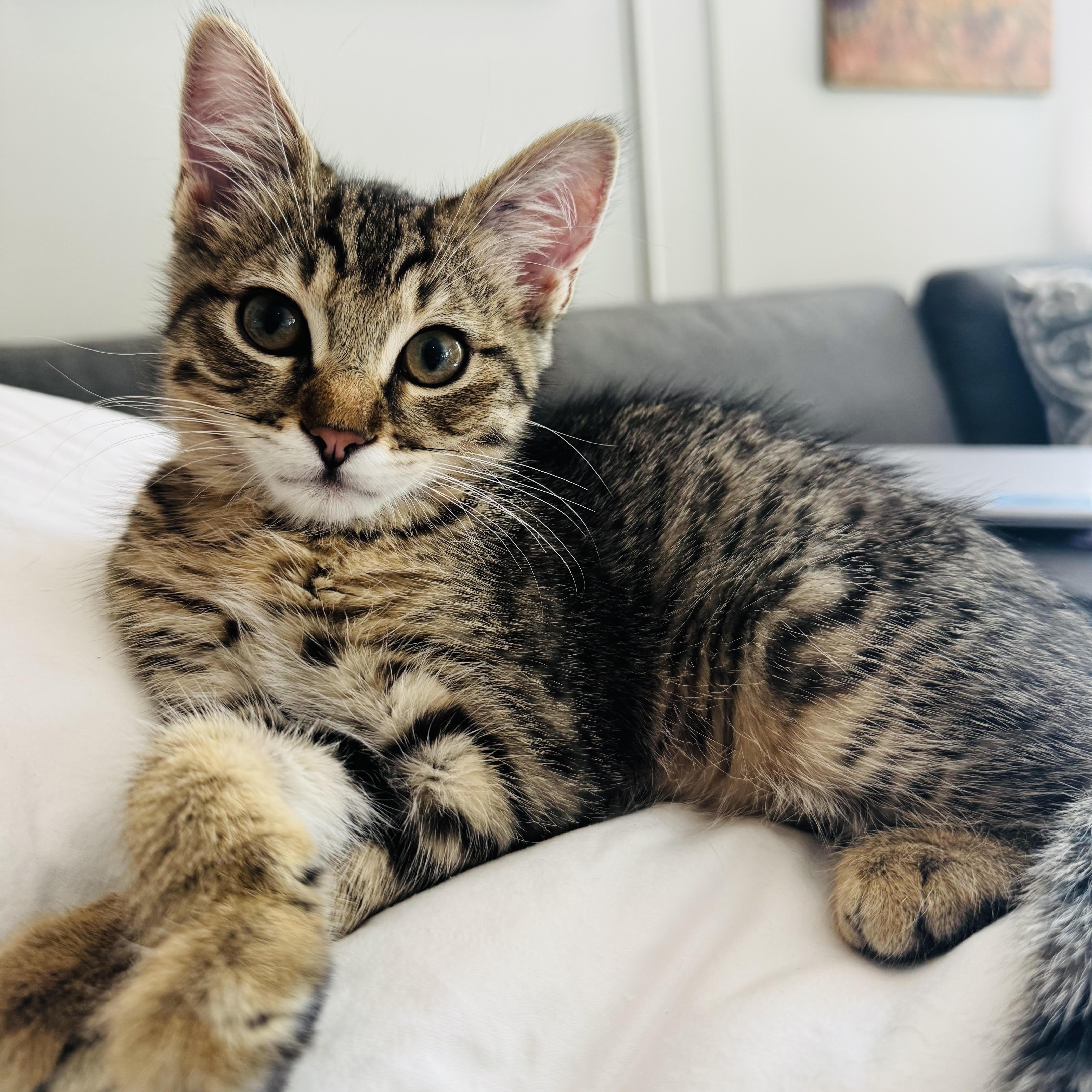 Enlarge Pretzel and Potato Chip, a Adoptable Domestic Short Hair in Denver, CO image 4/6