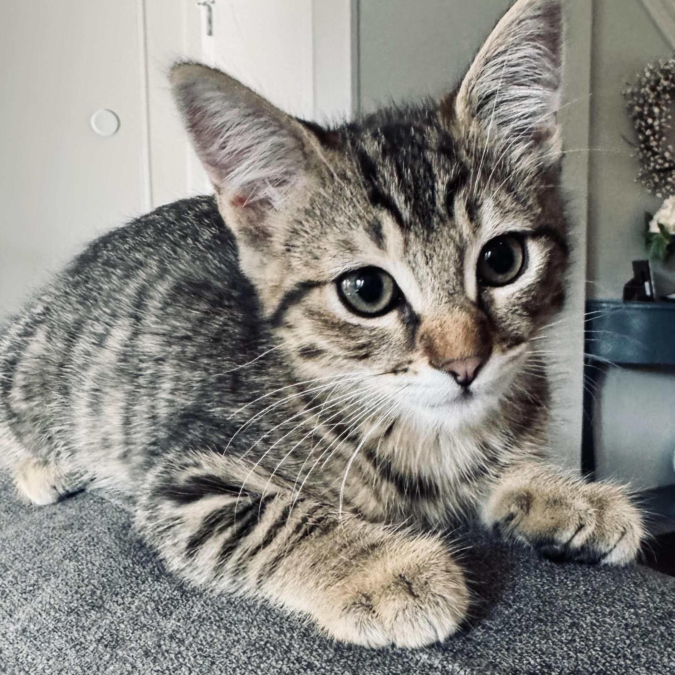 Enlarge Pretzel and Potato Chip, a Adoptable Domestic Short Hair in Denver, CO image 6/6