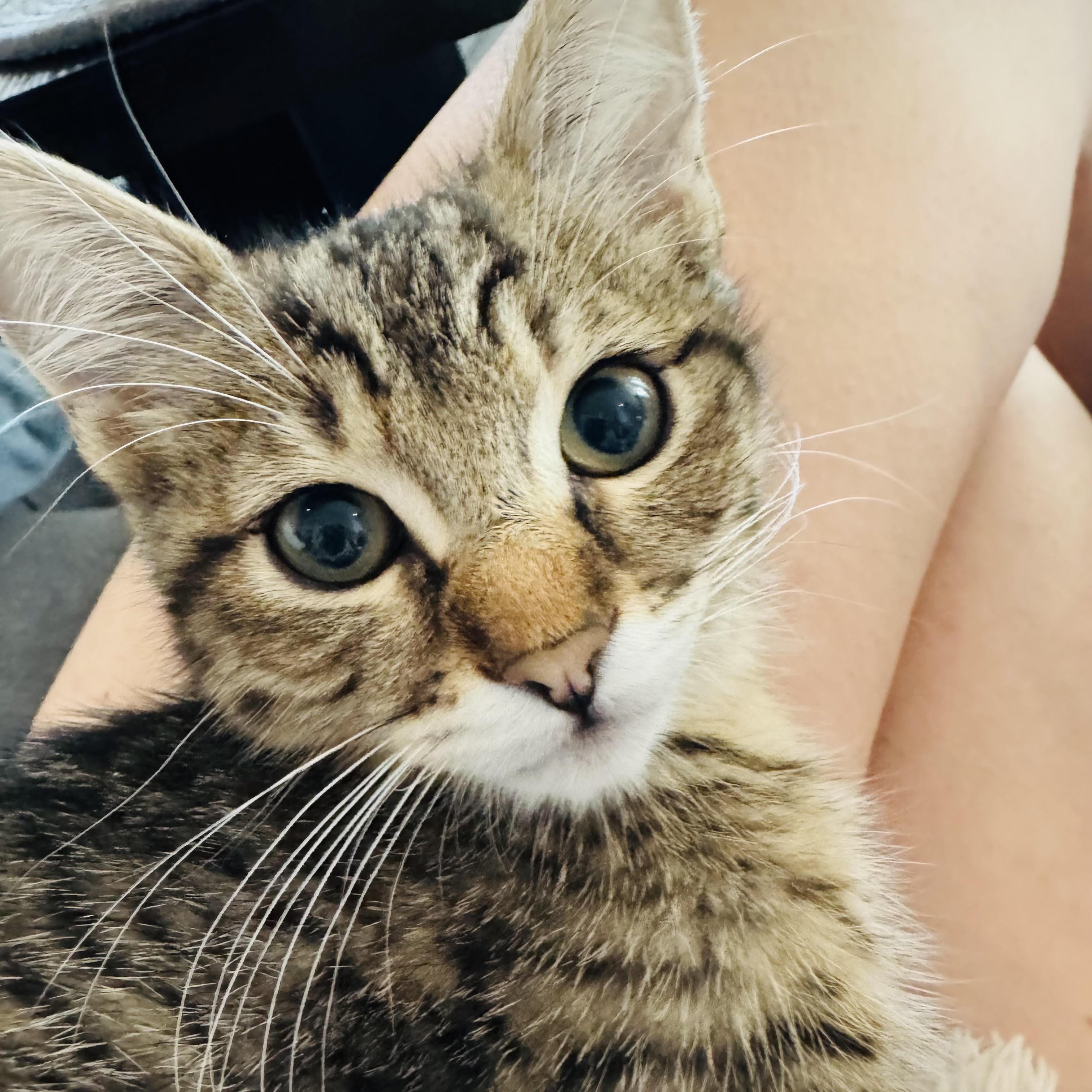 Enlarge Pretzel and Potato Chip, a Adoptable Domestic Short Hair in Denver, CO image 5/6