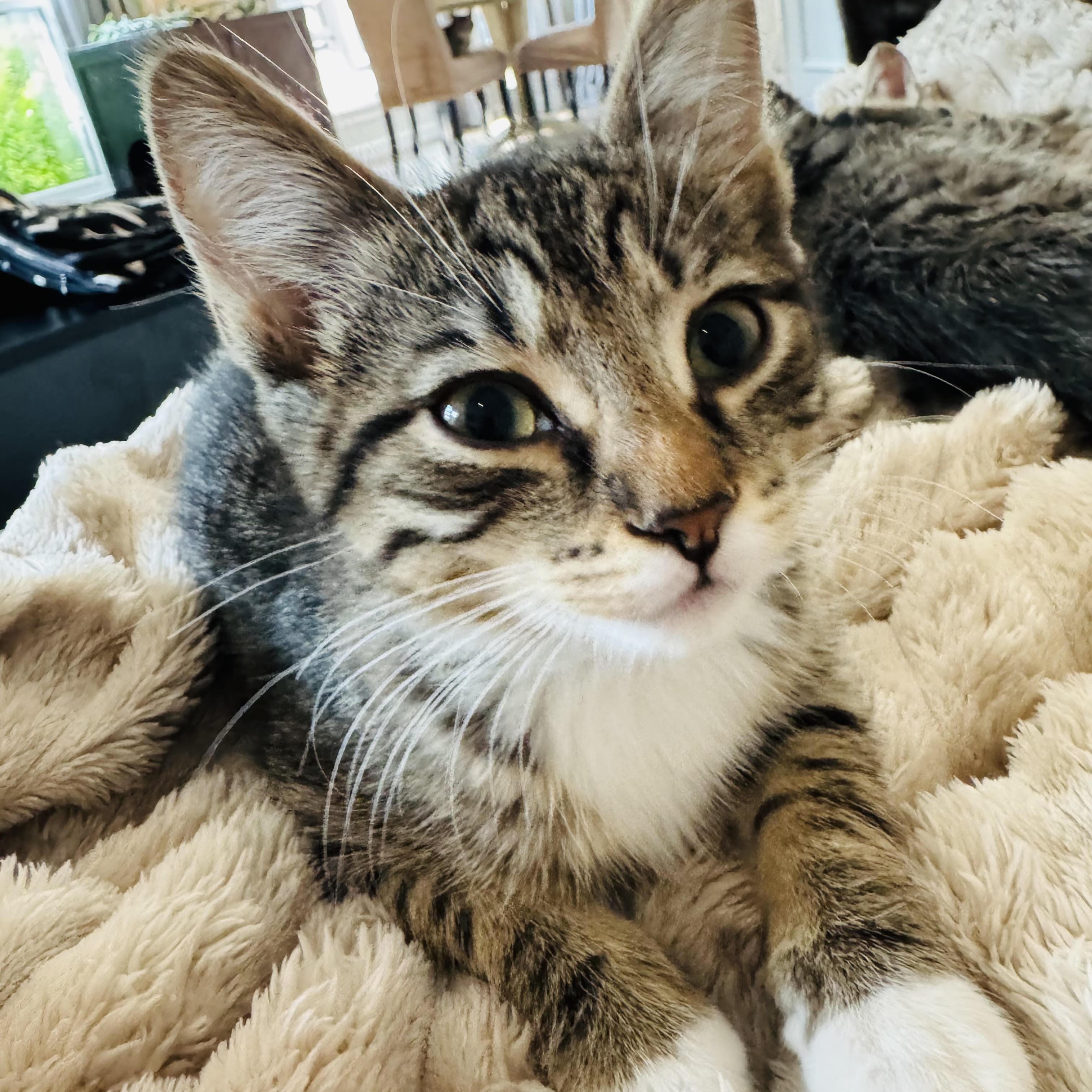 Pretzel and Potato Chip, Adoptable, Kitten Male Domestic Short Hair.