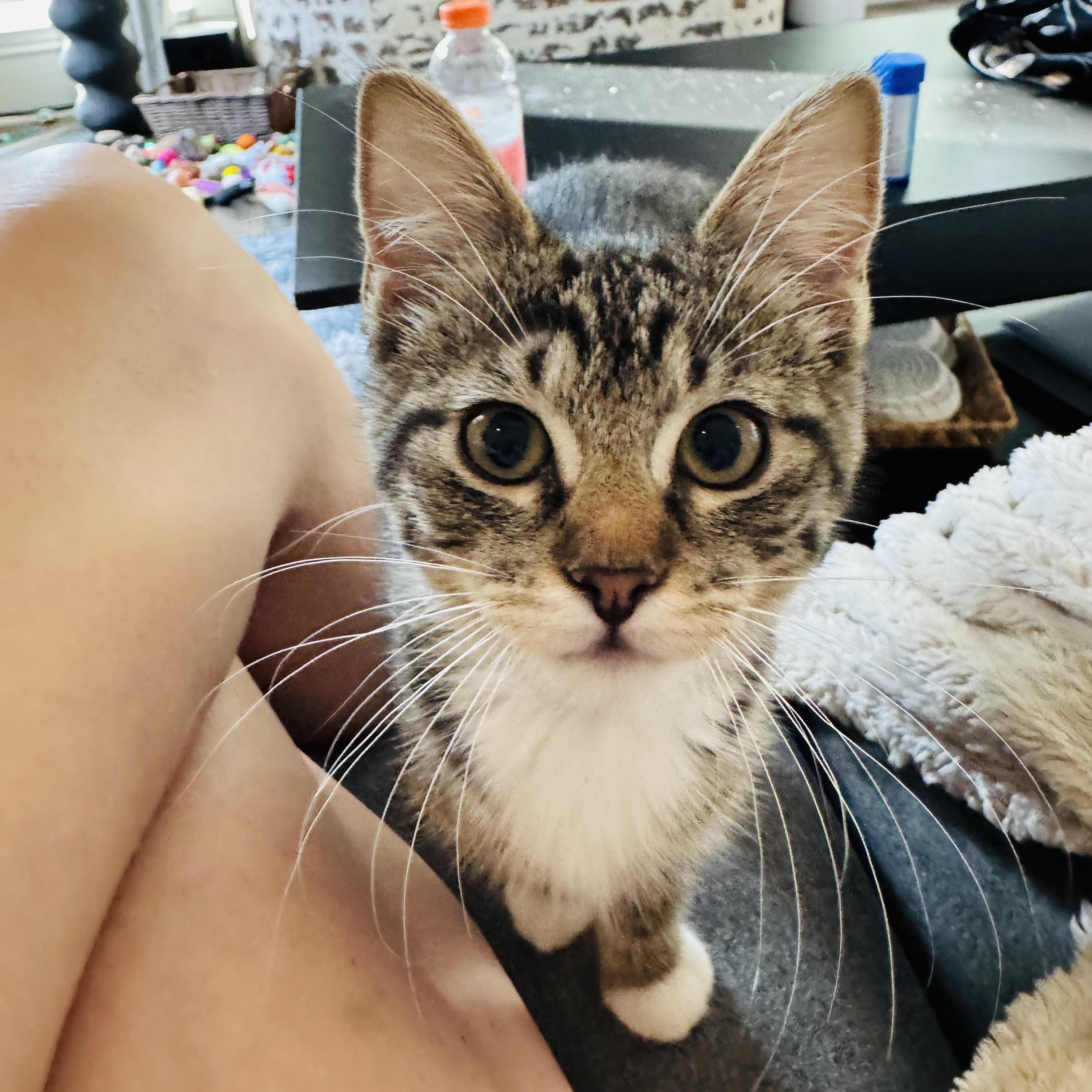 Enlarge Pretzel and Potato Chip, a Adoptable Domestic Short Hair in Denver, CO image 3/6