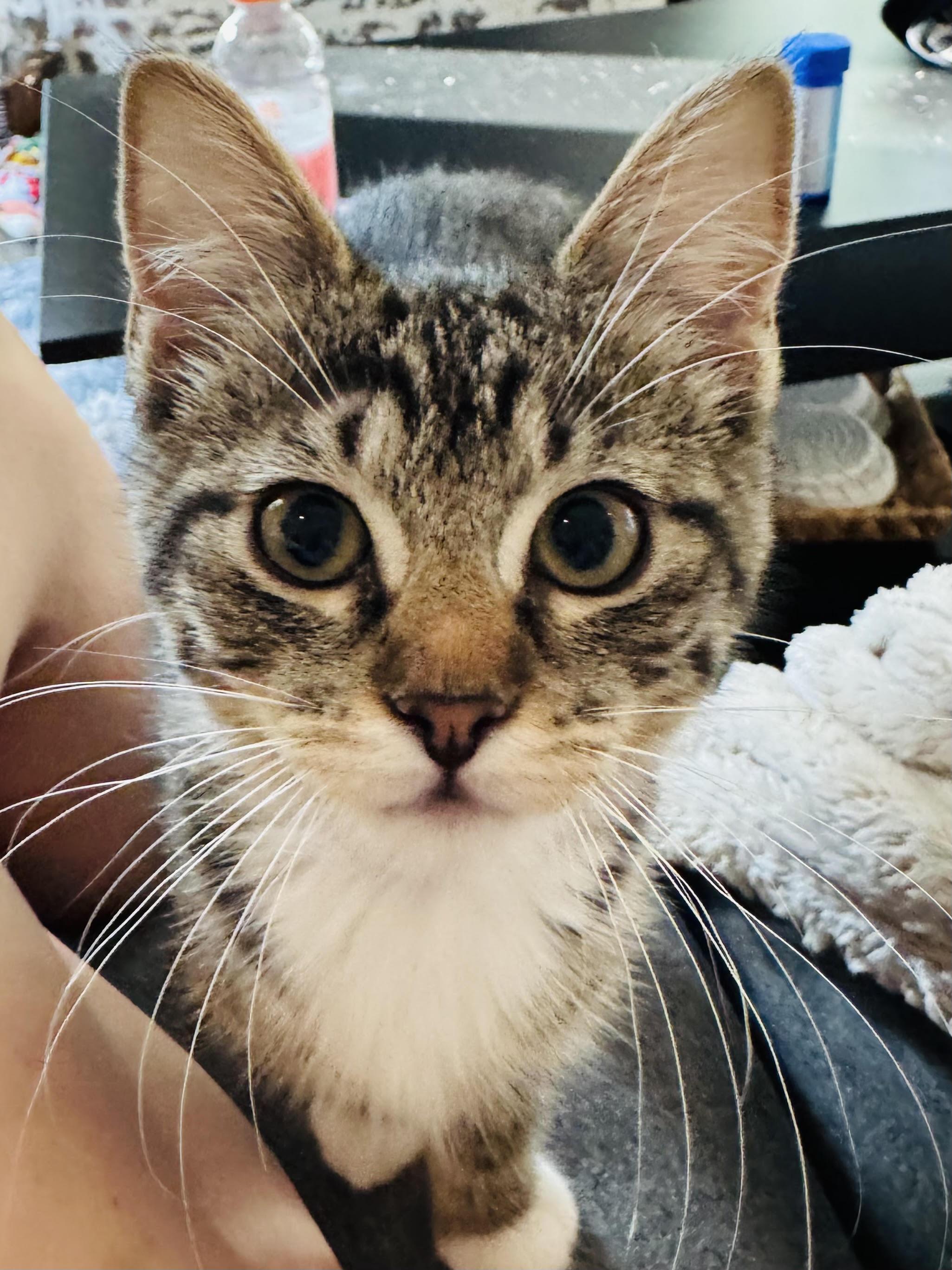 Enlarge Pretzel and Potato Chip, a Adoptable Domestic Short Hair in Denver, CO image 2/6