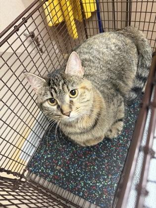 Enlarge Sage, a Adoptable mixed breed in New Albany, IN image 1/1