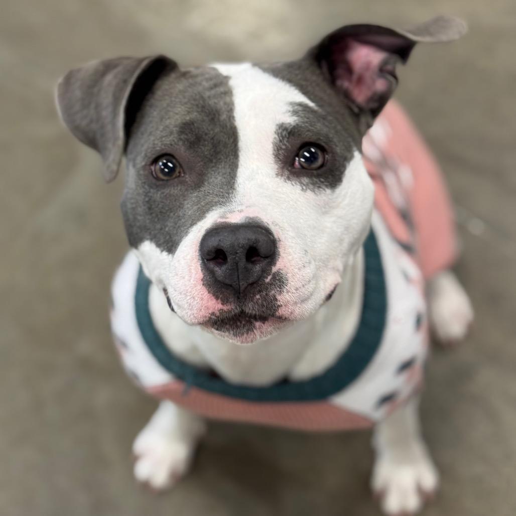 Enlarge Navi, a Adoptable mixed breed in Mankato, MN image 1/6