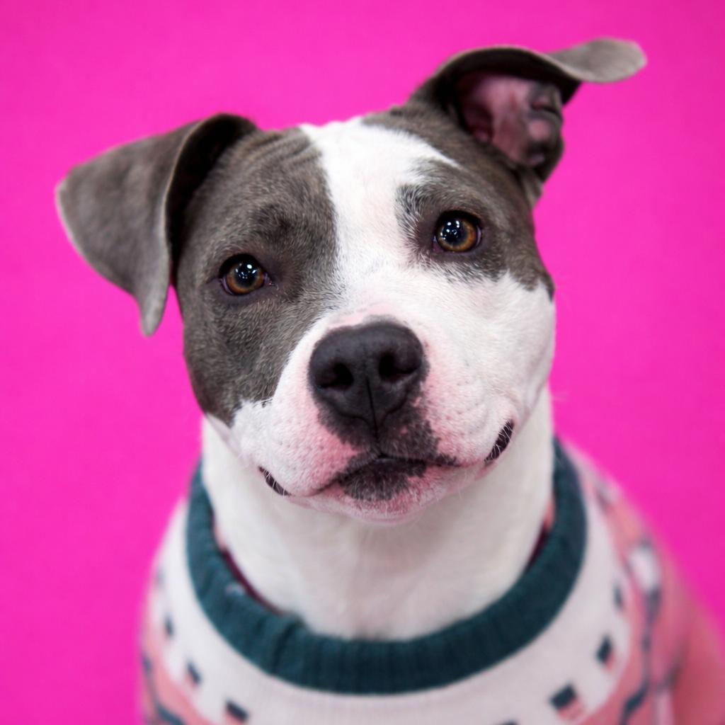 Enlarge Navi, a Adoptable mixed breed in Mankato, MN image 2/6