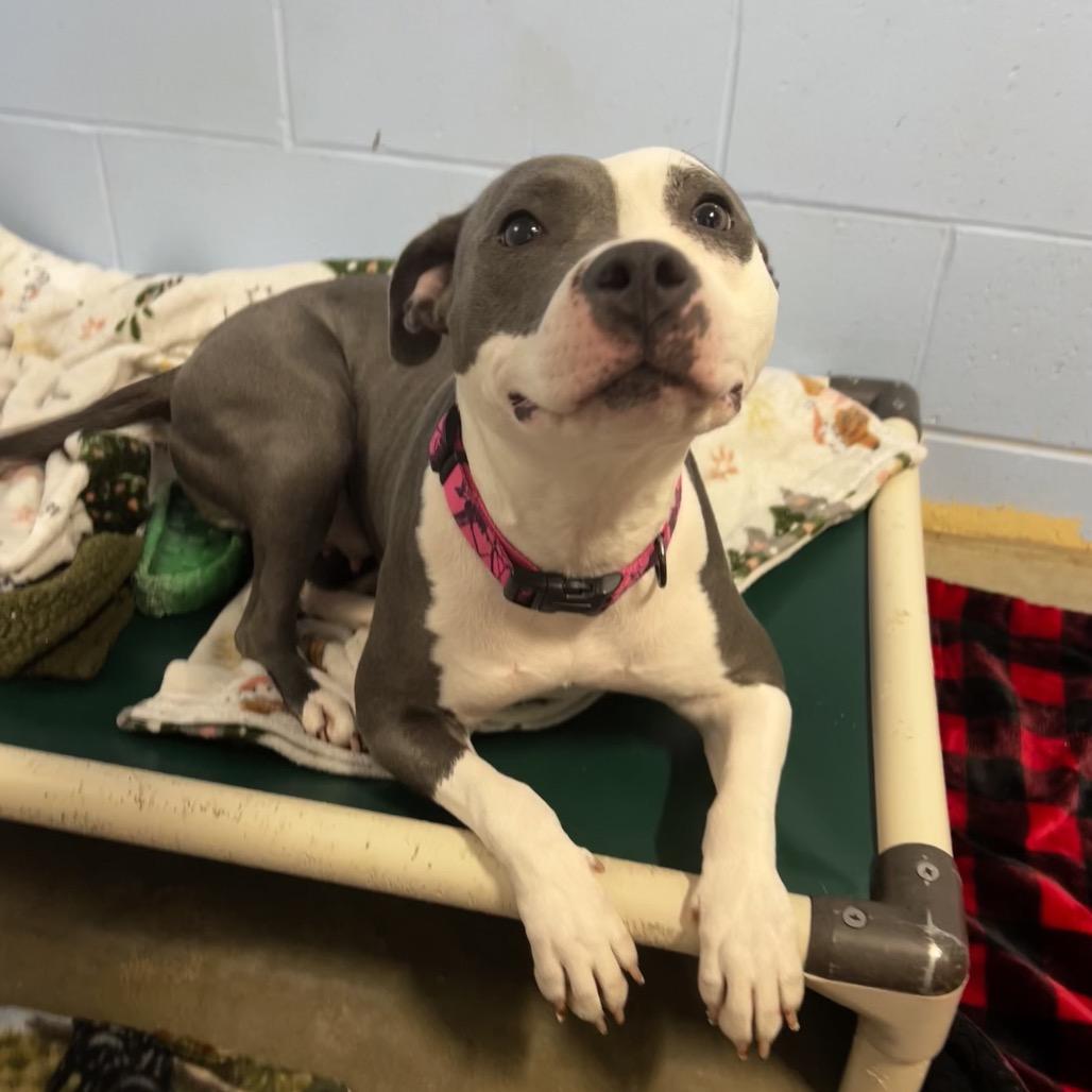 Enlarge Navi, a Adoptable mixed breed in Mankato, MN image 2/6