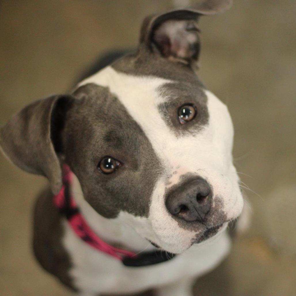 Enlarge Navi, a Adoptable mixed breed in Mankato, MN image 3/6