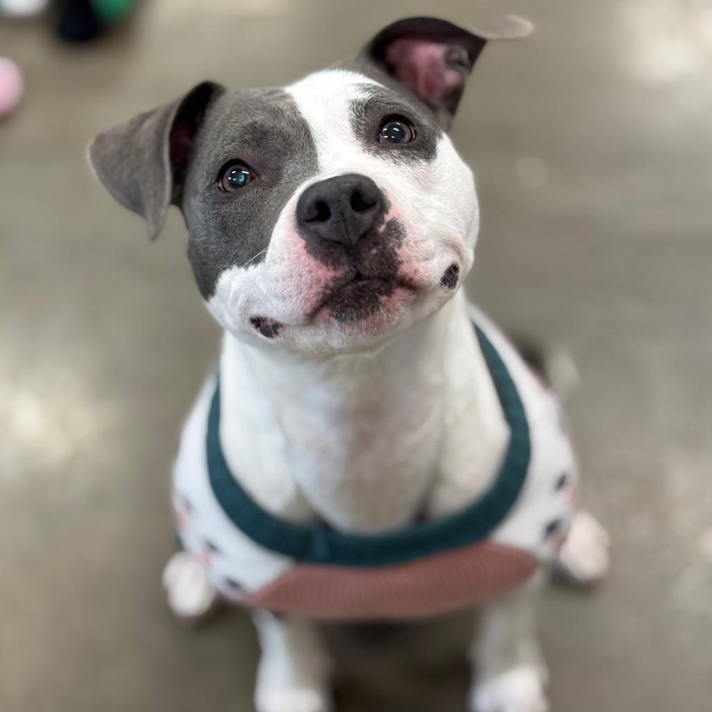 Enlarge Navi, a Adoptable mixed breed in Mankato, MN image 3/6