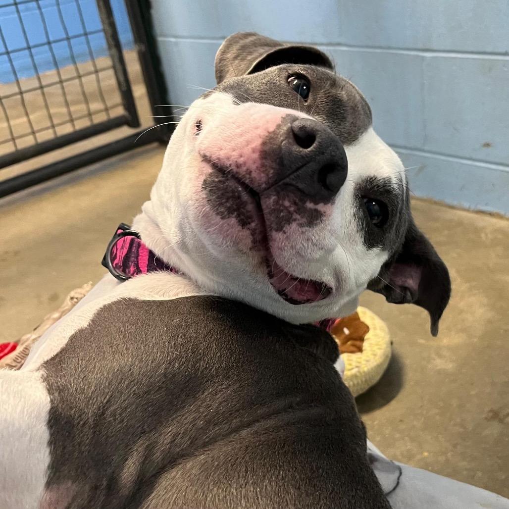 Enlarge Navi, a Adoptable mixed breed in Mankato, MN image 4/6