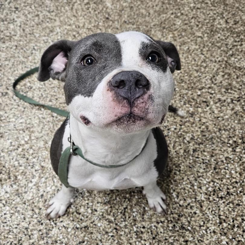 Enlarge Navi, a Adoptable mixed breed in Mankato, MN image 5/6