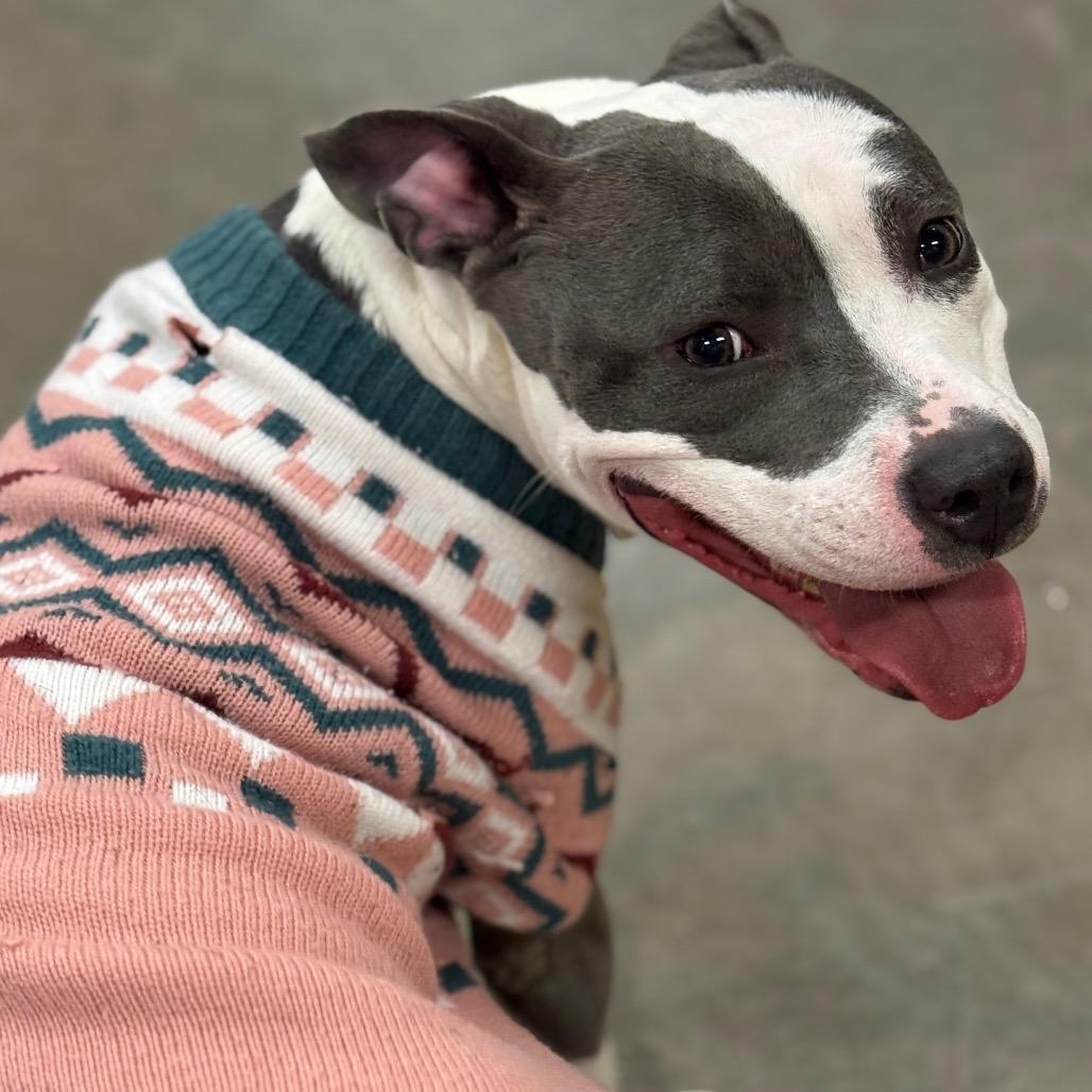 Enlarge Navi, a Adoptable mixed breed in Mankato, MN image 6/6