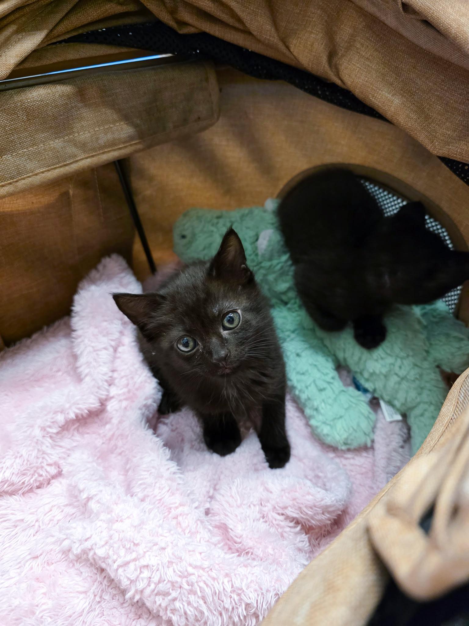 Libby, Adoptable, Young Female Domestic Short Hair.