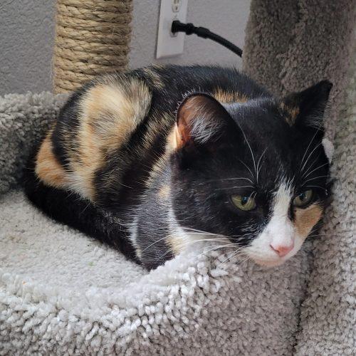 Enlarge Nina, a Adoptable mixed breed in Knoxville, TN image 1/6