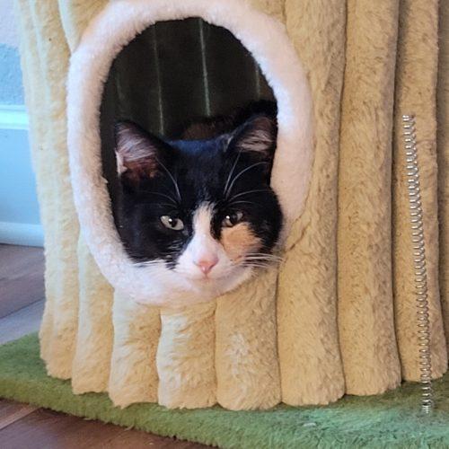 Enlarge Nina, a Adoptable mixed breed in Knoxville, TN image 5/6