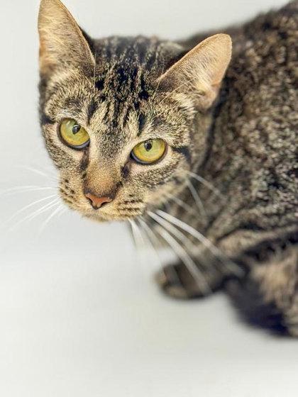 Trilla, Adoptable, Adult Female Domestic Short Hair & Domestic Short Hair.