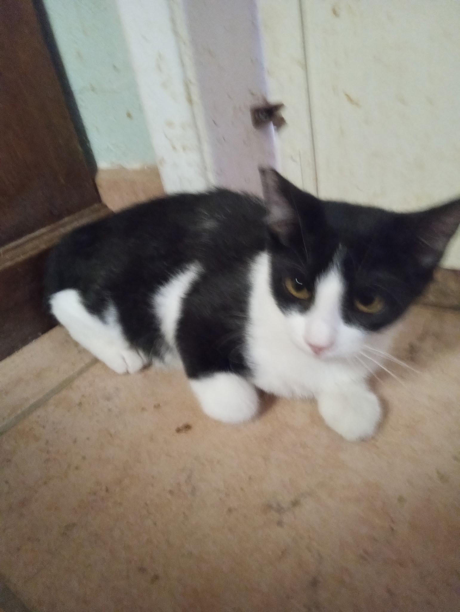 Lawless Intruder, ADOPTABLE, Kitten Female Tuxedo.