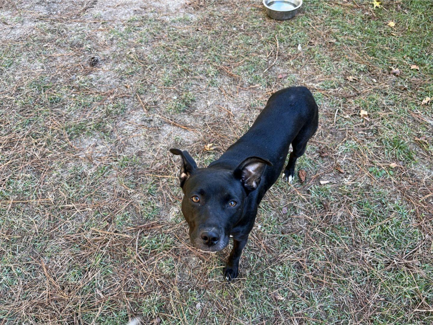 Onyx, a Adoptable mixed breed in North Augusta, SC image 3/4