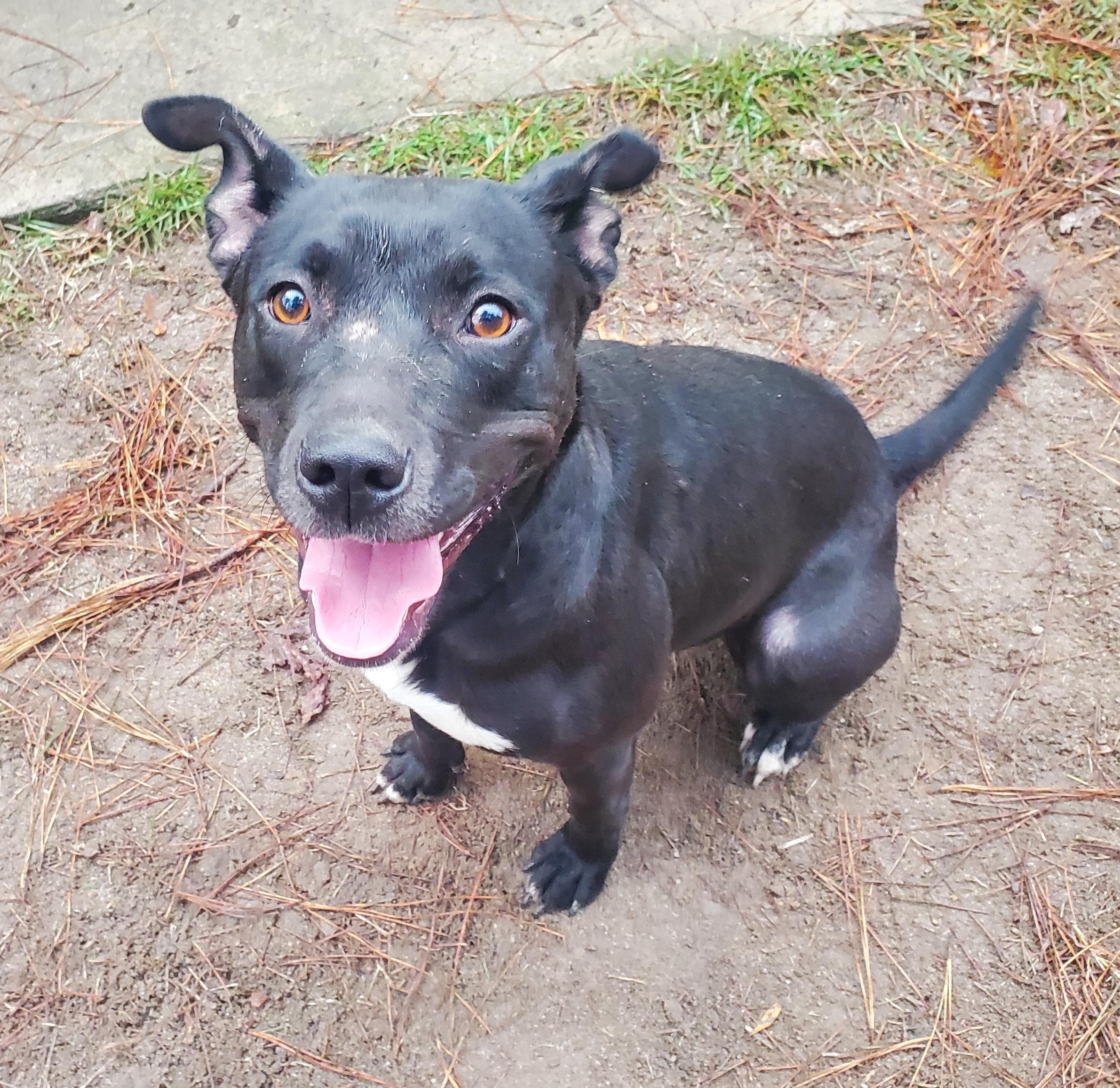 Onyx, a Adoptable mixed breed in North Augusta, SC image 2/4