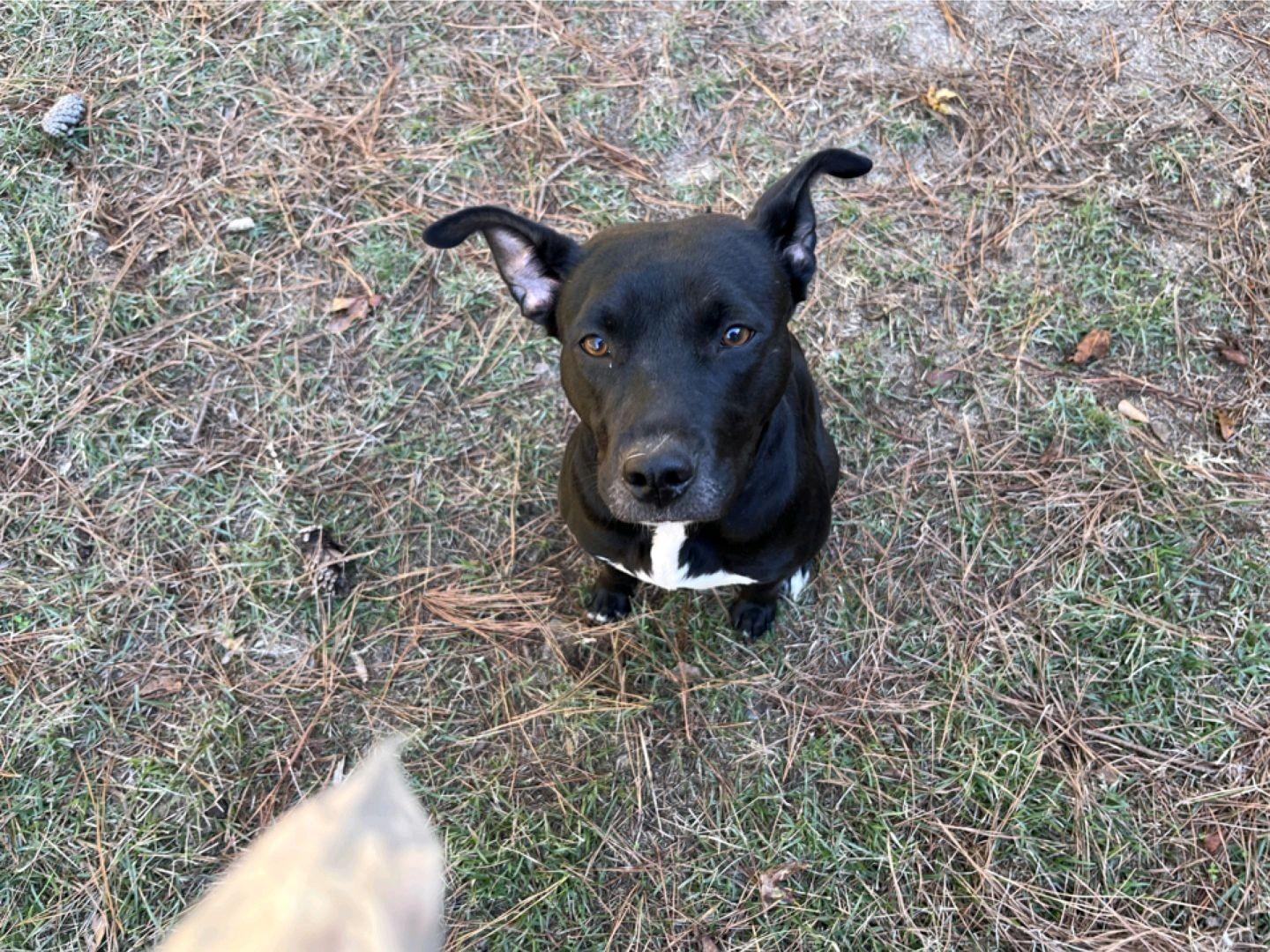 Onyx, a Adoptable mixed breed in North Augusta, SC image 4/4
