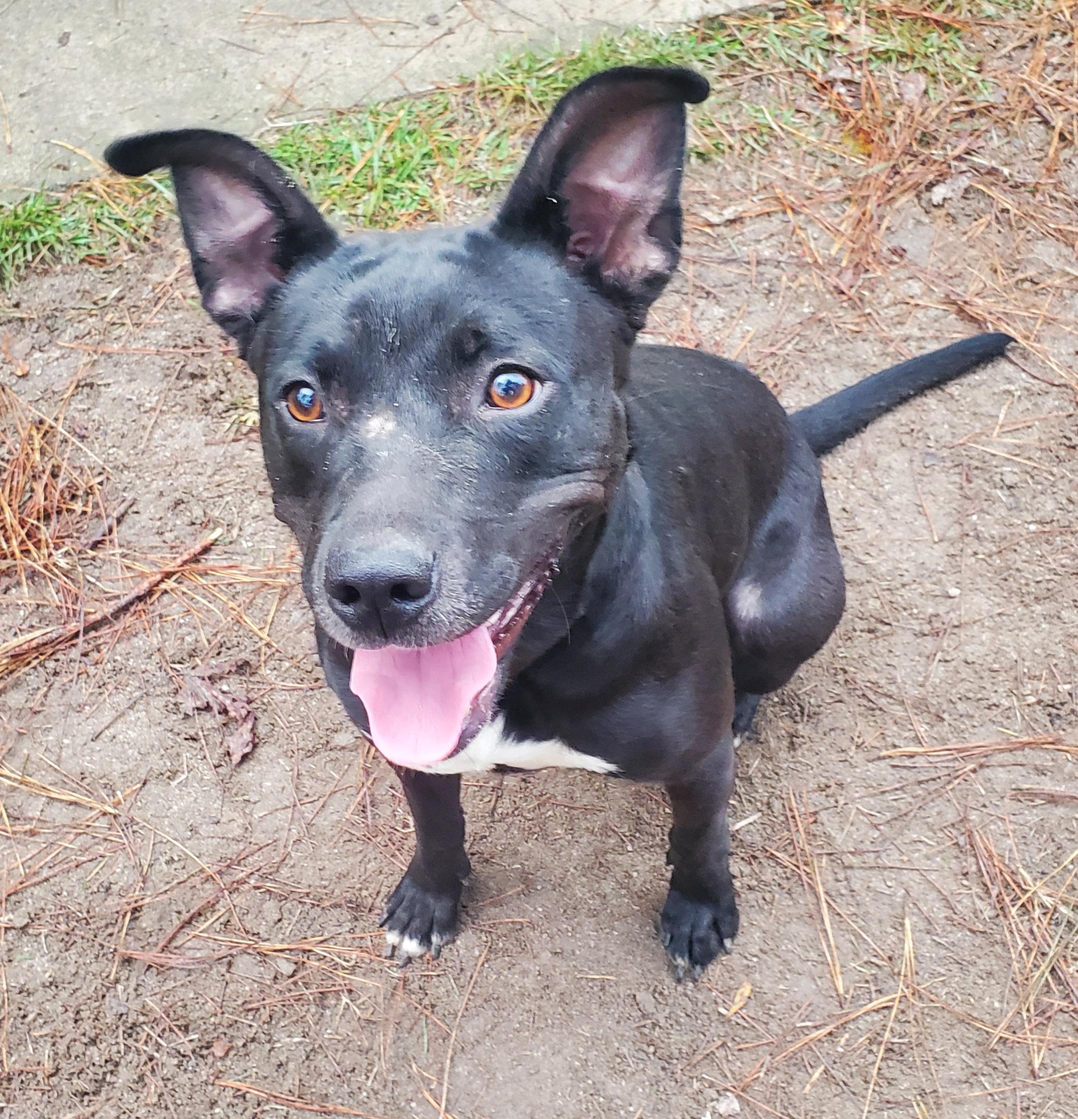 Onyx, Adoptable, Adult Female Mixed Breed.