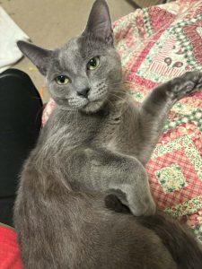 Grader, adopted, Young Male Domestic Short Hair.