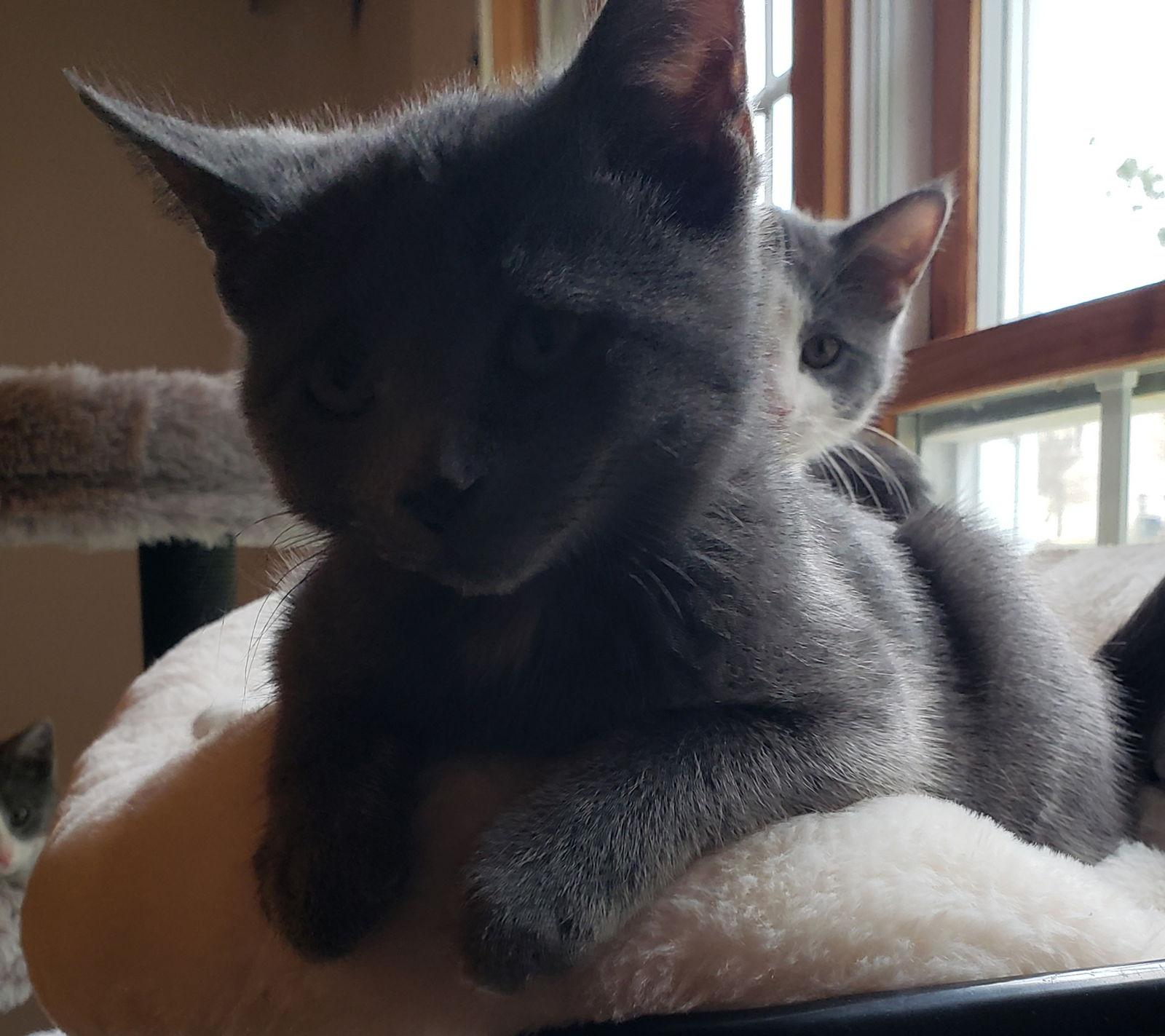 **Shaggy, Adopted, Kitten Male Domestic Short Hair & Russian Blue.