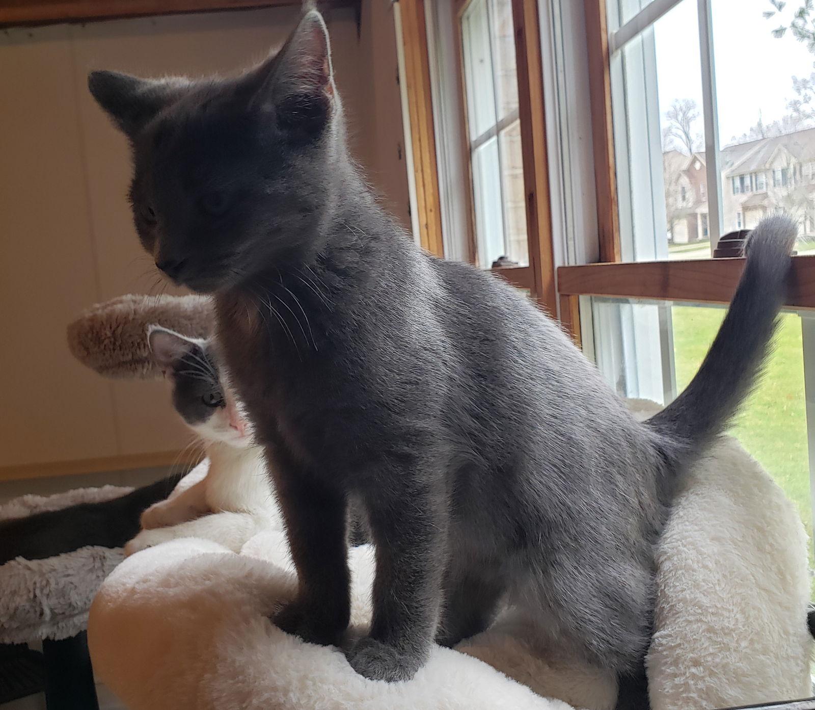 Enlarge **Shaggy, a Adopted mixed breed in Cuyahoga Falls, OH image 2/2