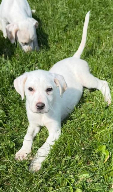 Frannie, a ADOPTABLE mixed breed in Lafayette Hill, PA image 2/3
