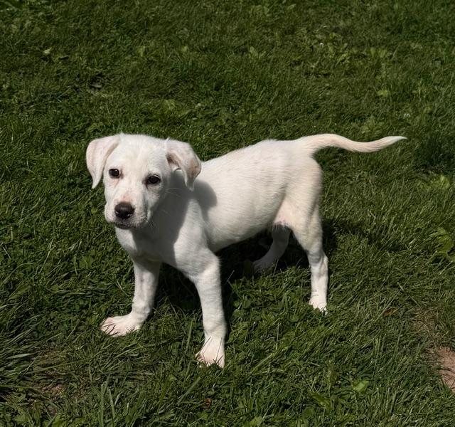 Frannie, ADOPTABLE, Puppy Female Labrador Retriever & Hound.