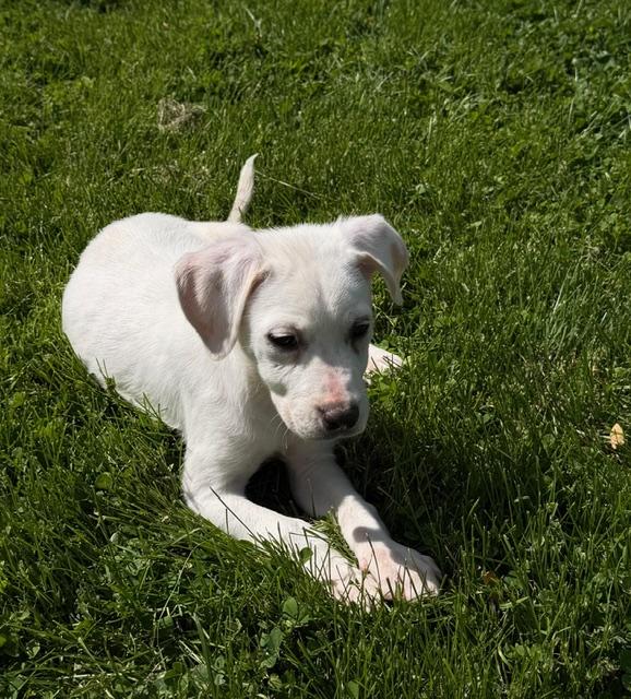 Frannie, a ADOPTABLE mixed breed in Lafayette Hill, PA image 3/3