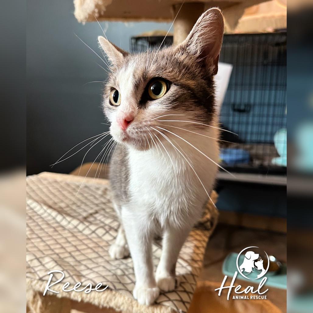 Reese, a Adoptable Domestic Short Hair in Youngwood, PA image 1/3