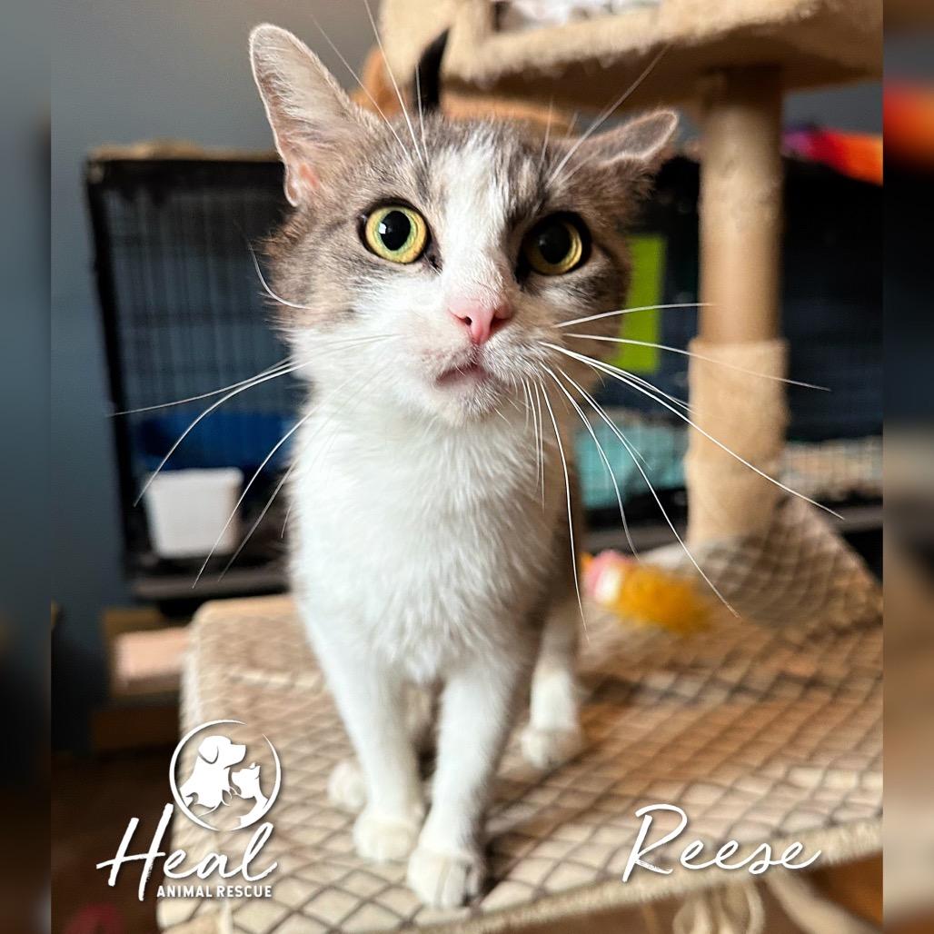 Reese, a Adoptable Domestic Short Hair in Youngwood, PA image 2/3