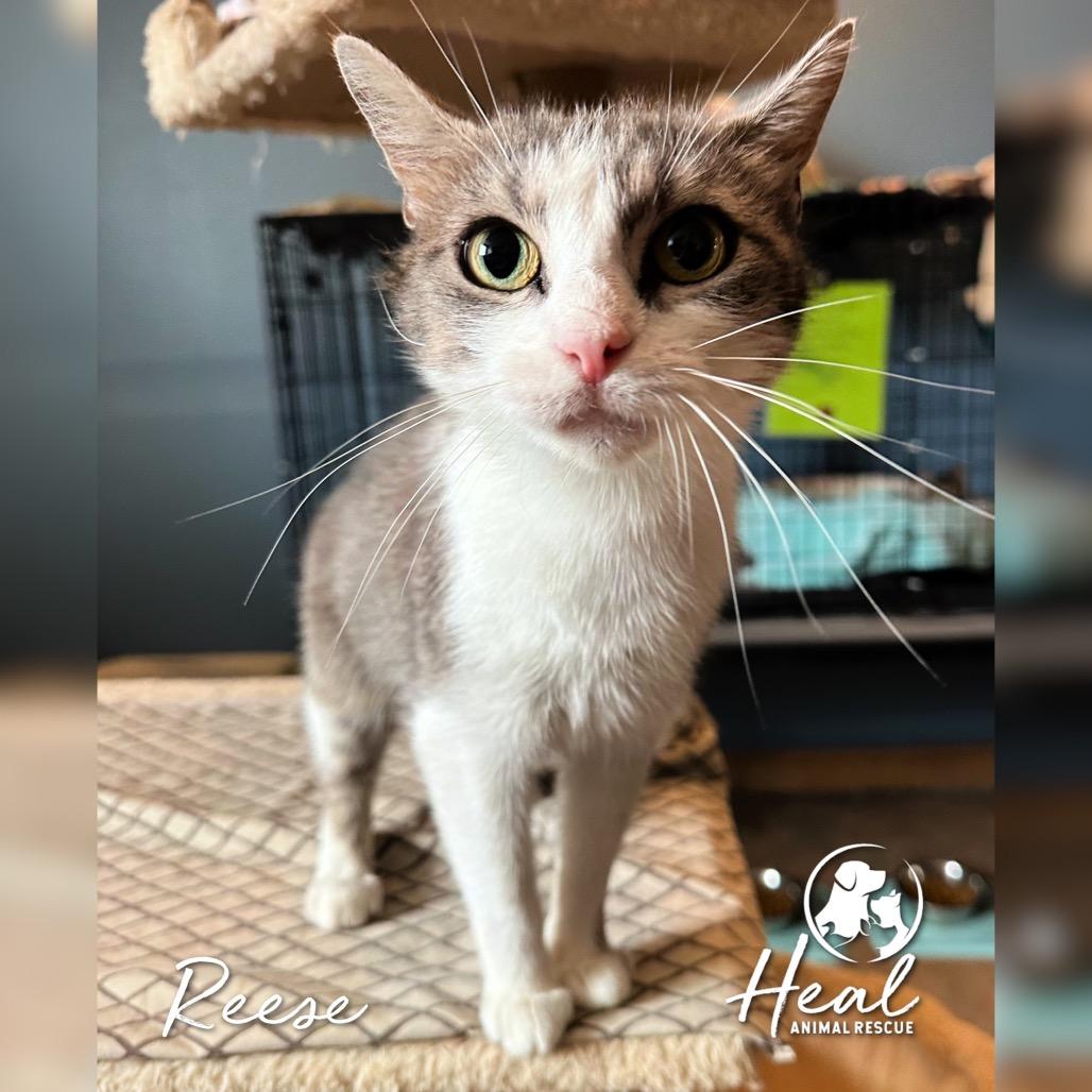 Reese, a Adoptable Domestic Short Hair in Youngwood, PA image 3/3