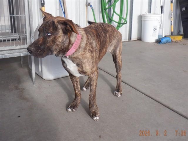 ELSA, Adoptable, Young Female Pit Bull Terrier & Mixed Breed.