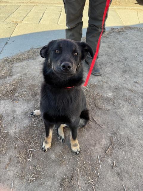 Jasper, a ADOPTABLE mixed breed in Riverton, WY image 3/3